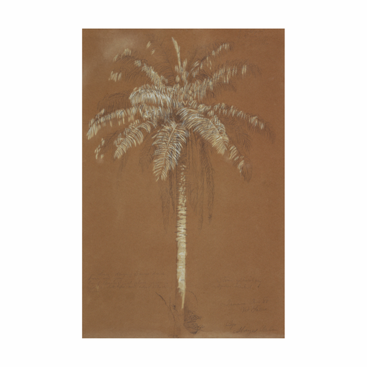 Framed Canvas Print ~ Ginger Palm