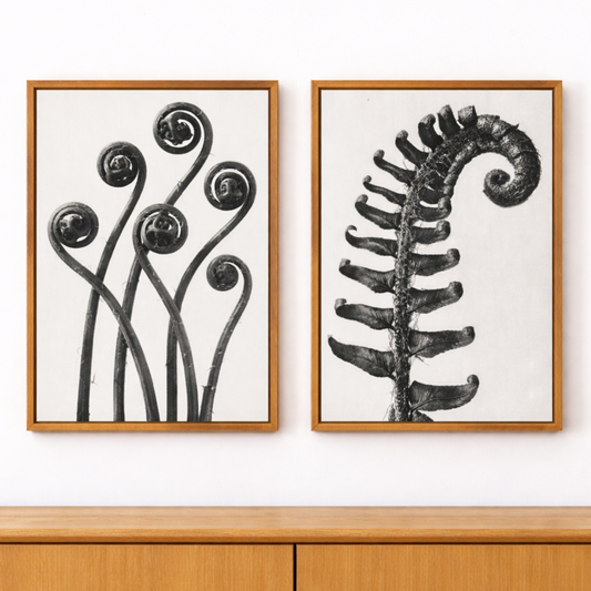 Two framed black and white botanical prints on a wall above a wooden cabinet.