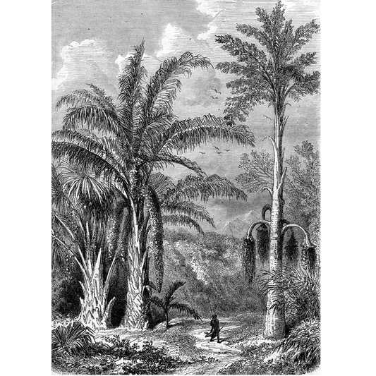 Antique Etching 4