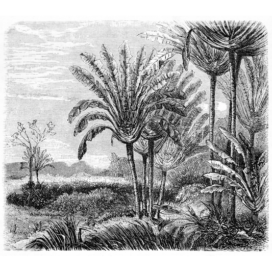 Antique Etching 13