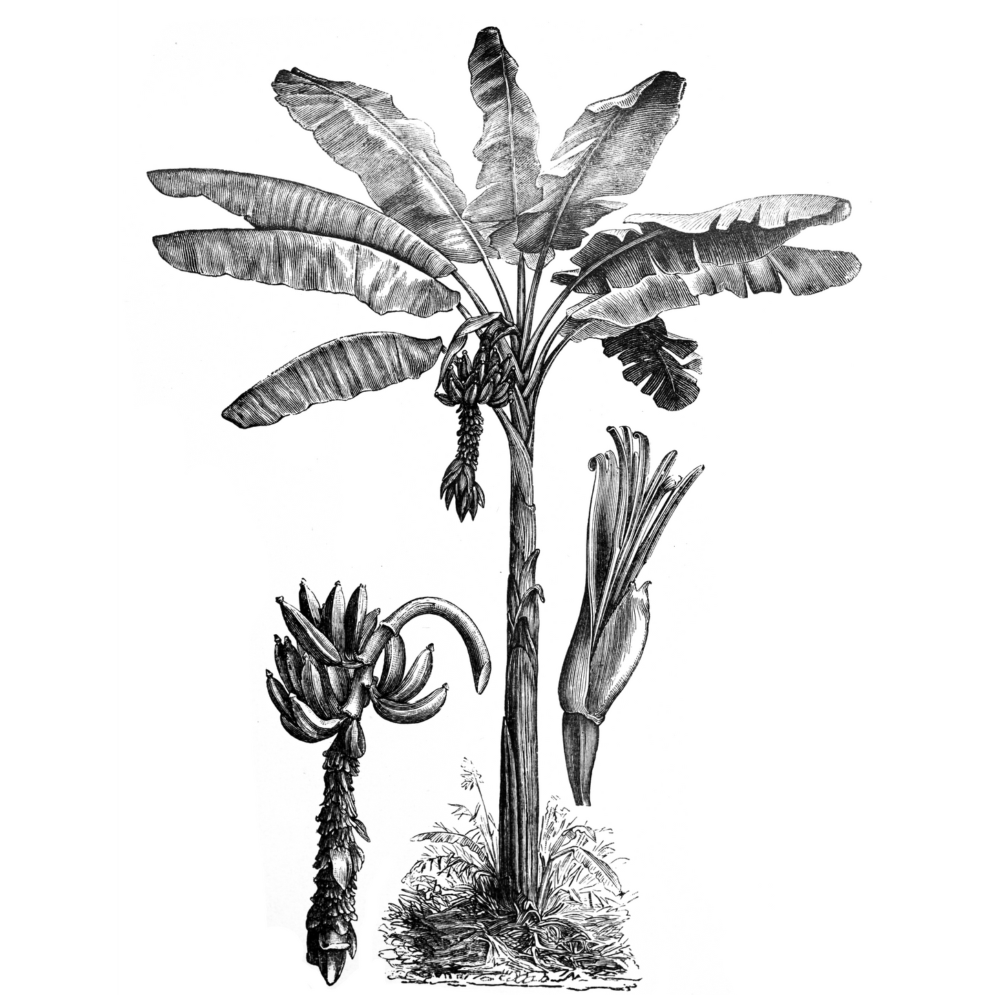 Banana Tree Etching