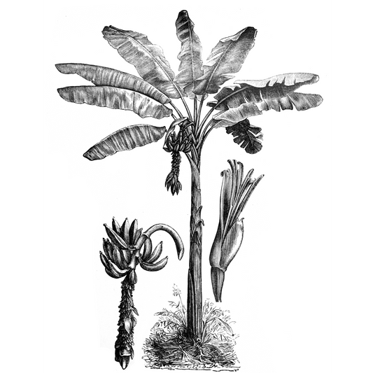 Banana Tree Etching