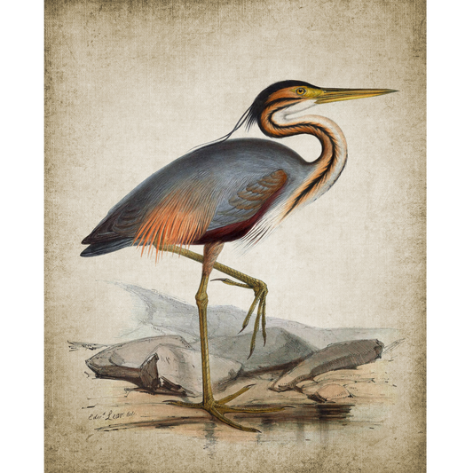 John James Audubon - "Black Skimmer"