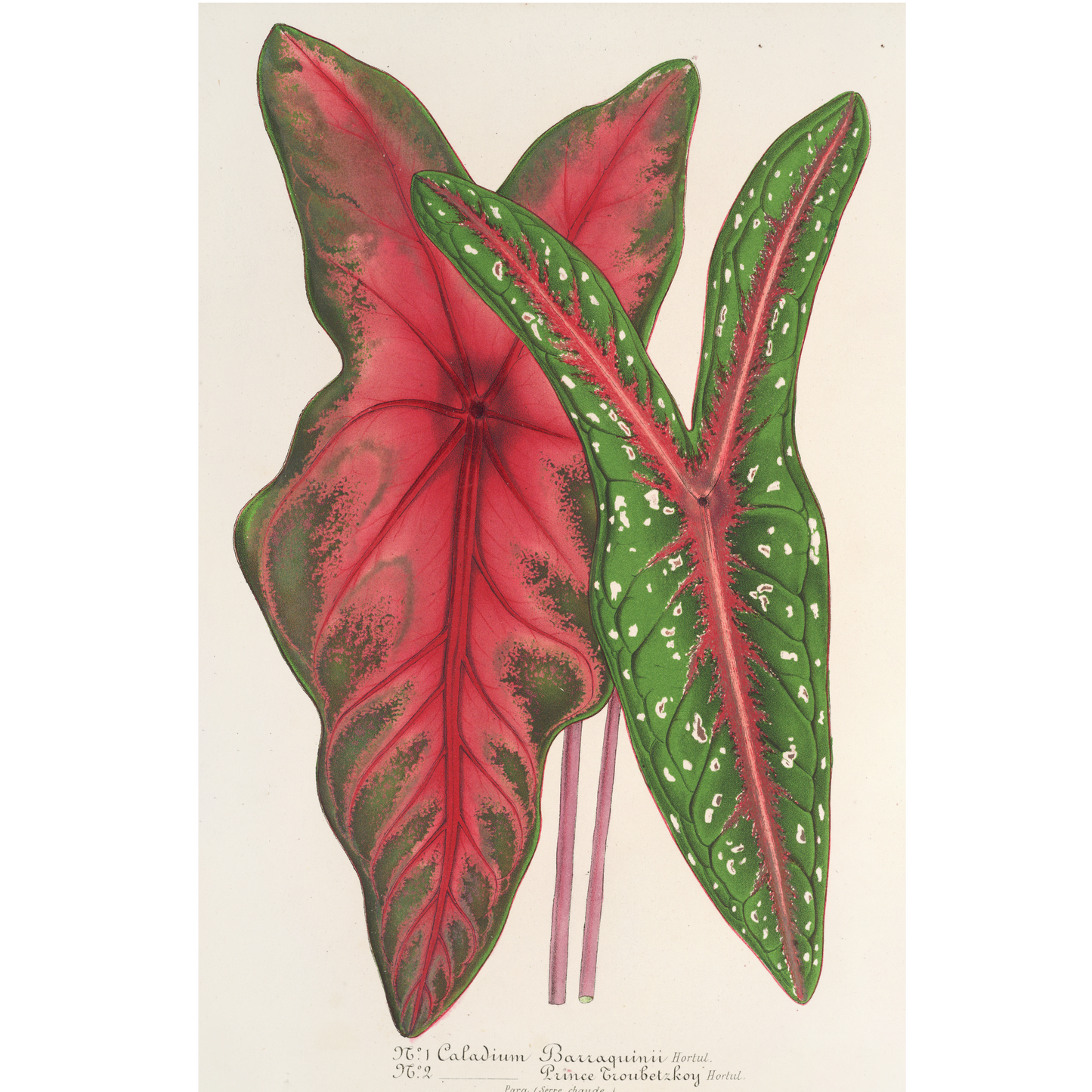 Caladium Baraquinii Troubetzkoy (1854-1896)