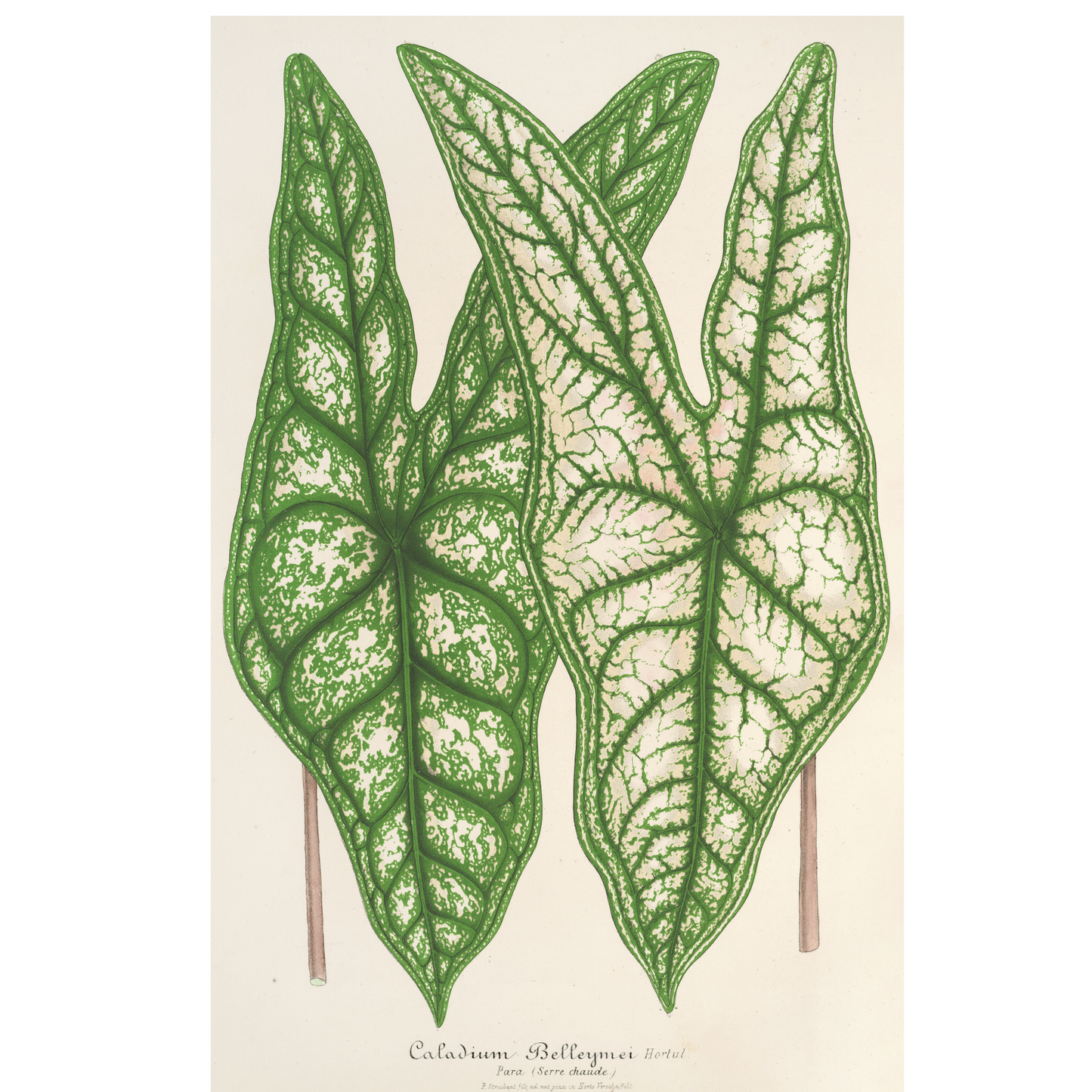 Caladium Belleymei (1854-1896)
