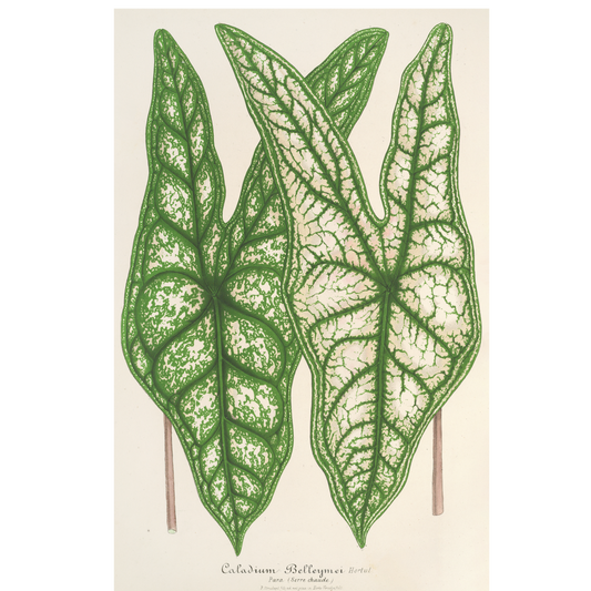 Caladium Belleymei (1854-1896)
