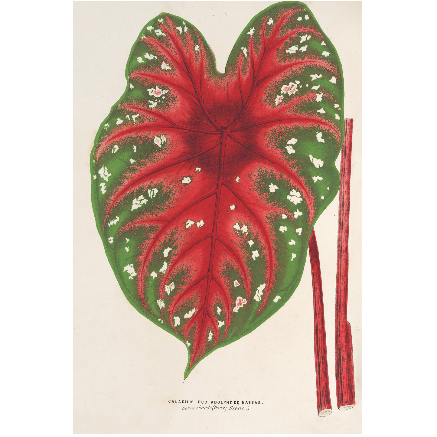 Caladium Duc Adolphe De Nassau (1854-1896)