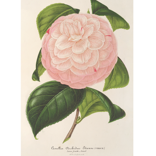 Camellia Archiduc Étienne (1854-1896)