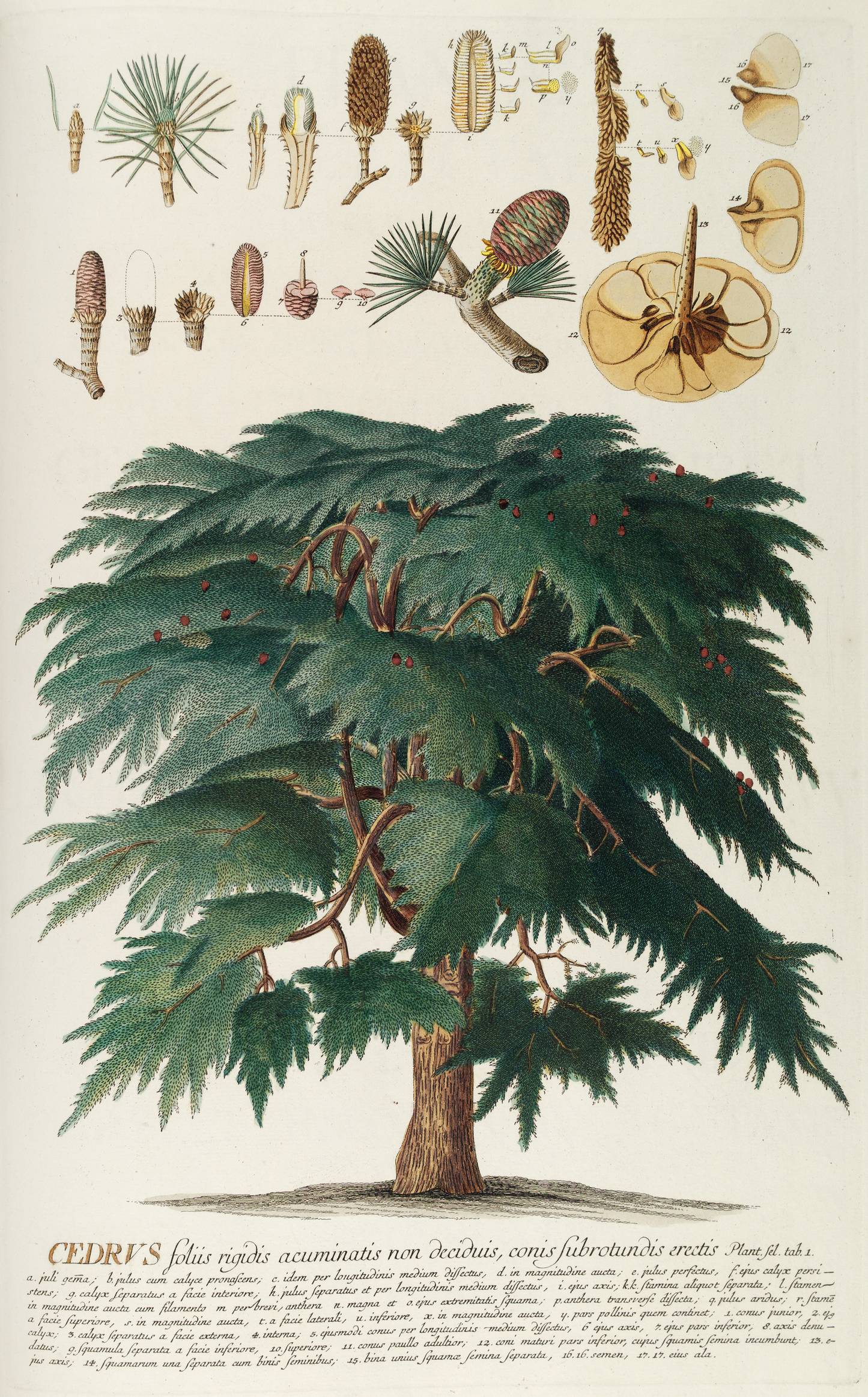 Cedrus II