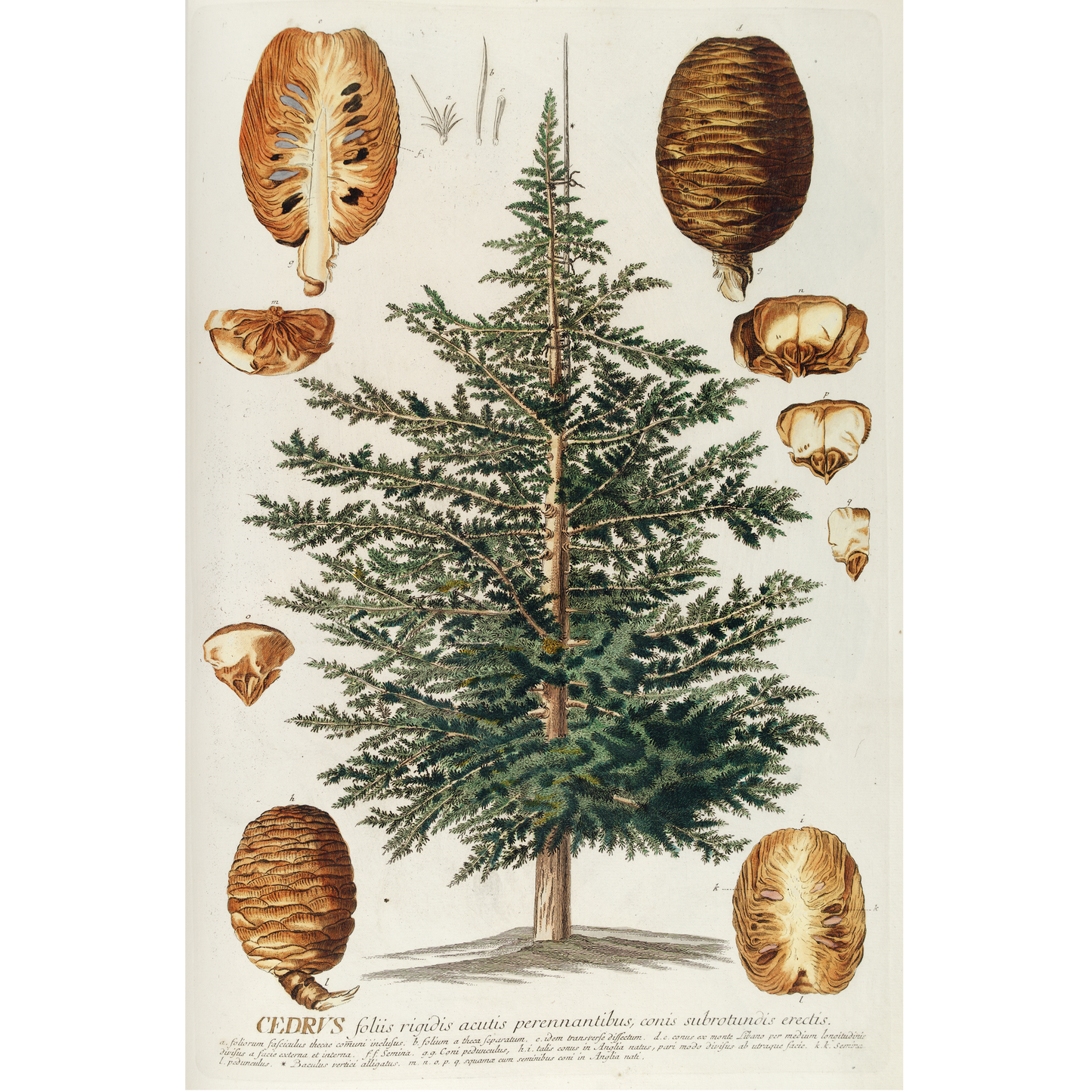 Cedrus III