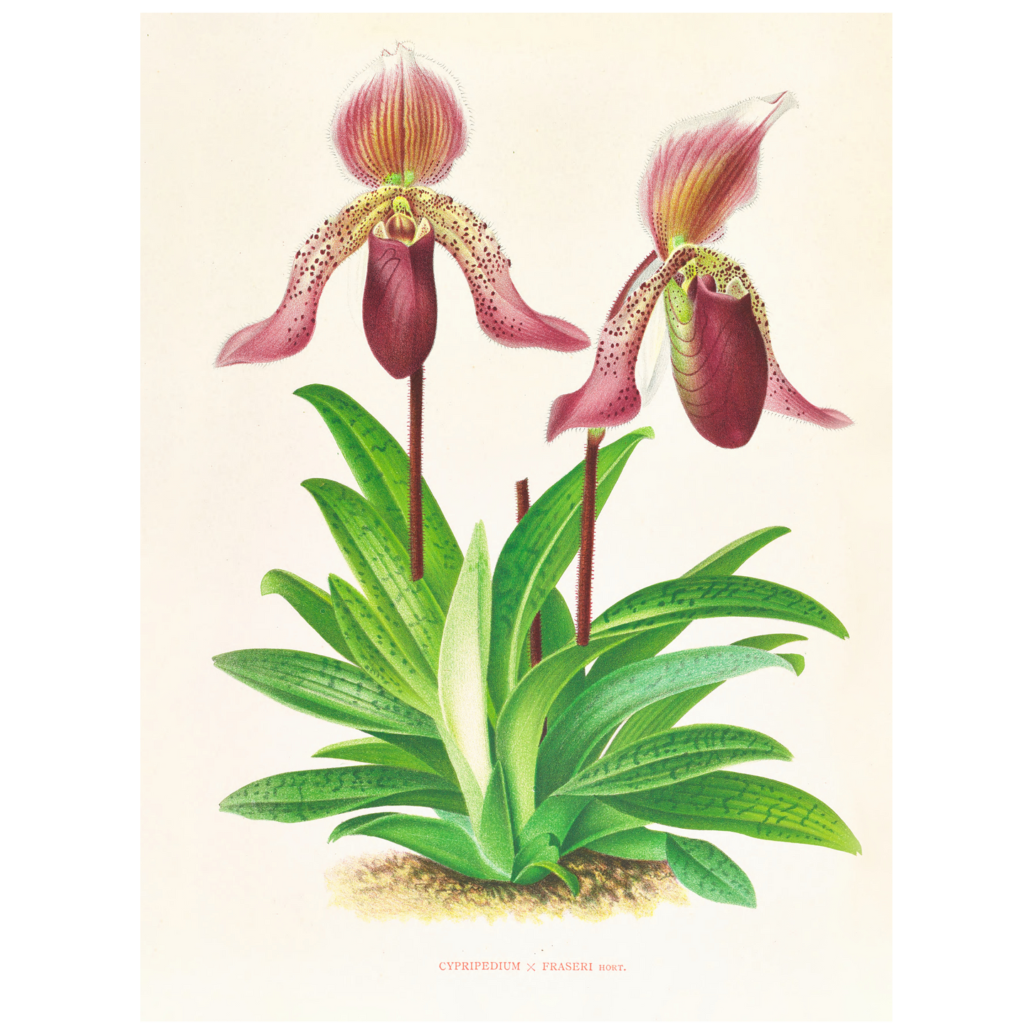 Cypripedium Fraseri