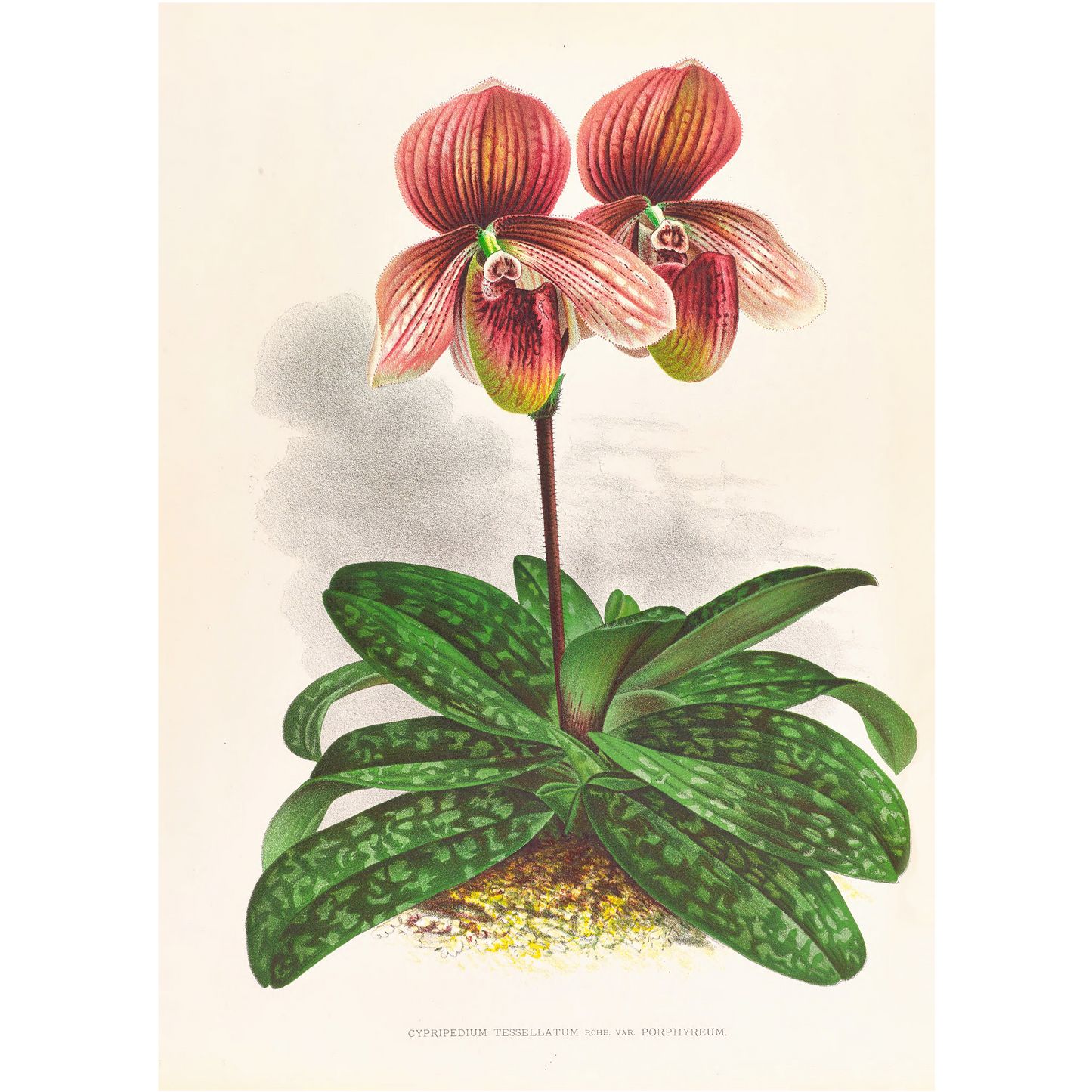 Cypripedium Tessellatum