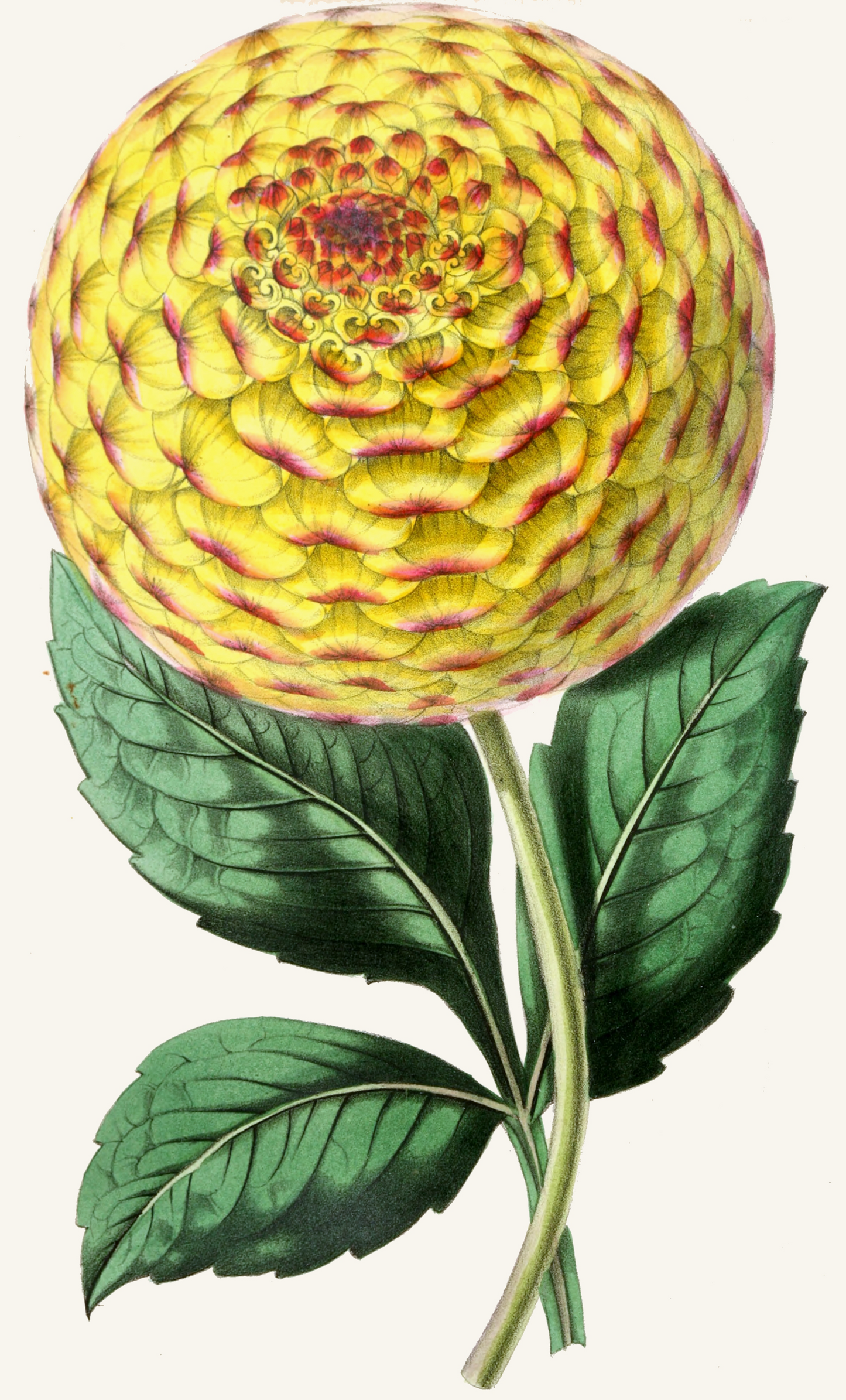 Dahlia, Queen Victoria