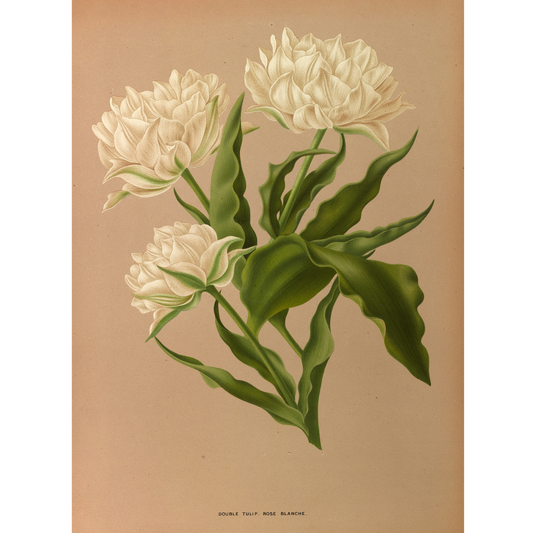 Double Tulip. ROSÉ BLANCHE. (1872-1881)