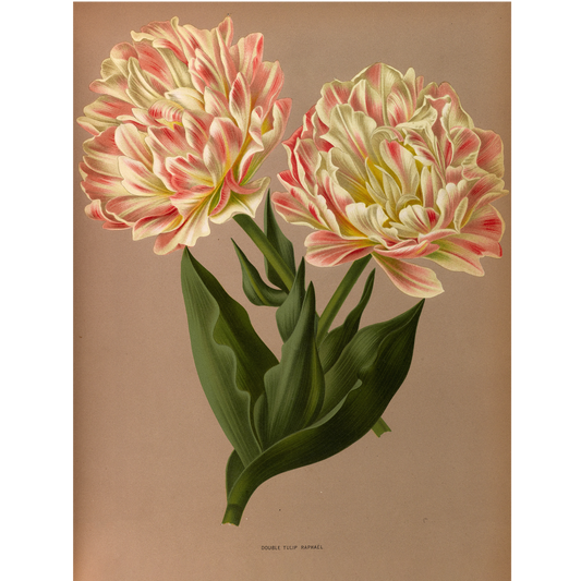 Double Tulip Raphael. (1872-1881)