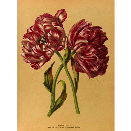 Double Tulips 1.MARIAGE DE MA FL LLE. 2.COURONNE IMPERIALE (1872-1881)