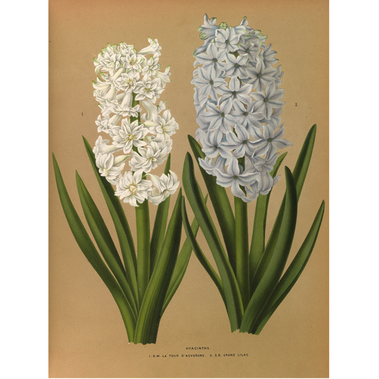 Hyacinths 1. D.W. LA TOUR D'AUVERGNE