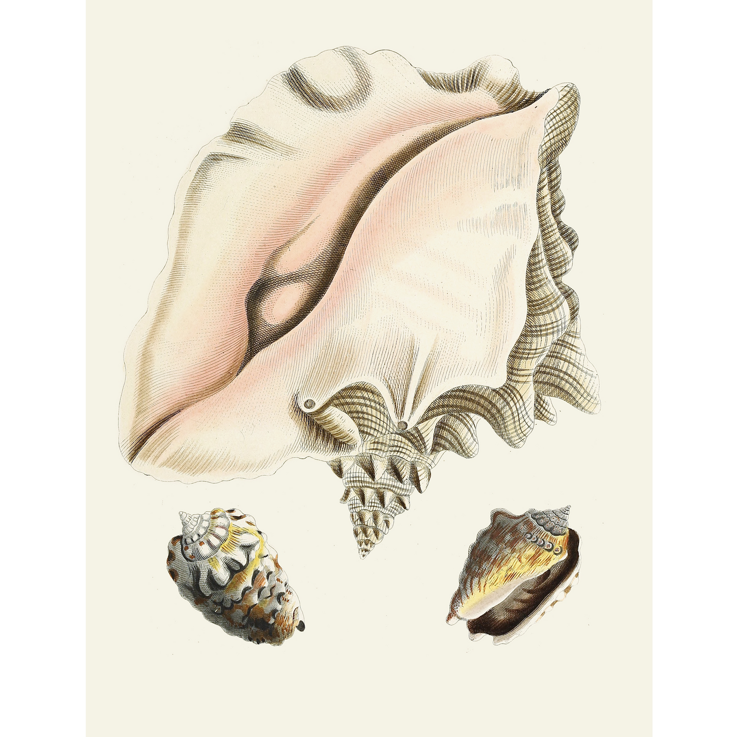 Strombea 9