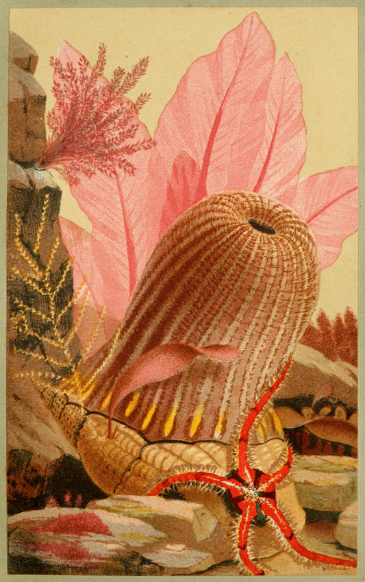 The Parasitic Anemone