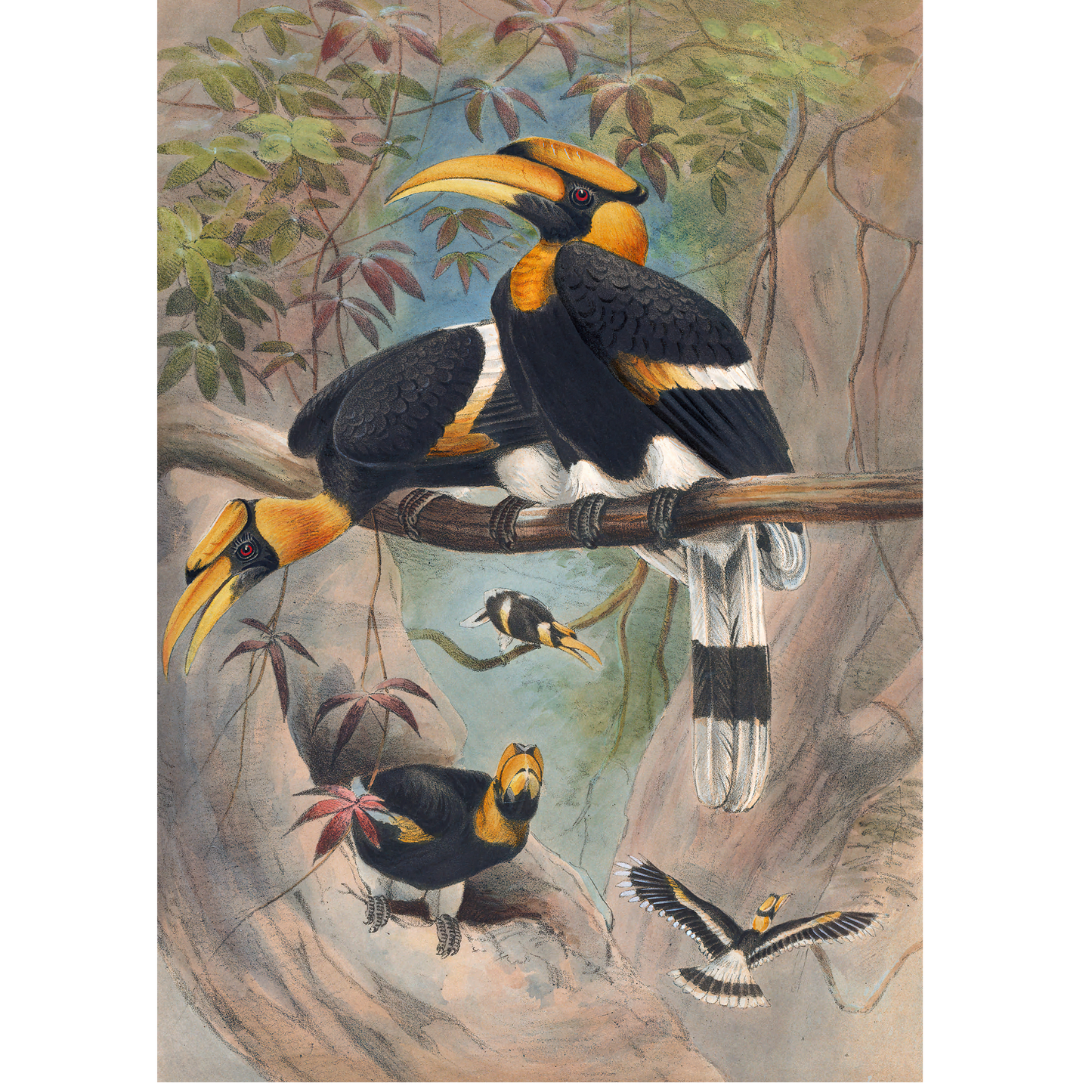 The Rhinoceros Hornbill