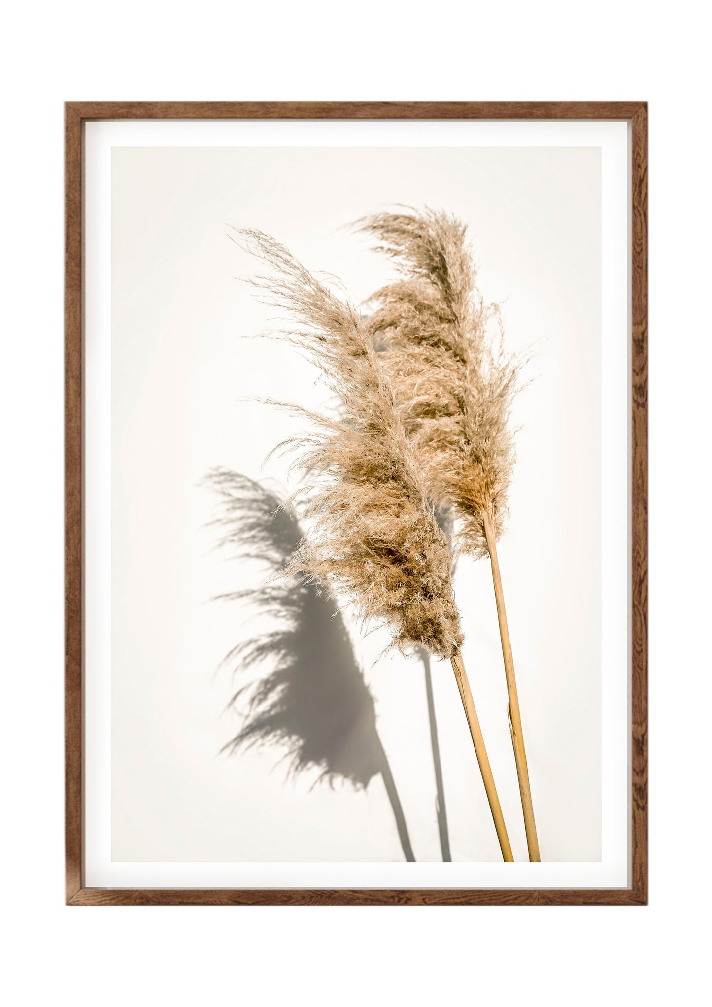 Pampas Grass