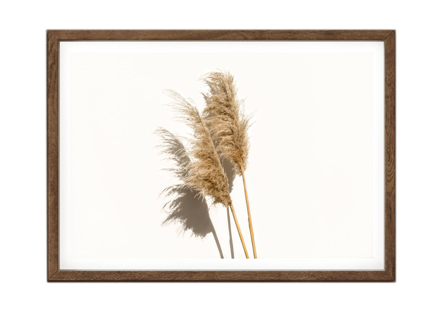 Pampas Grass