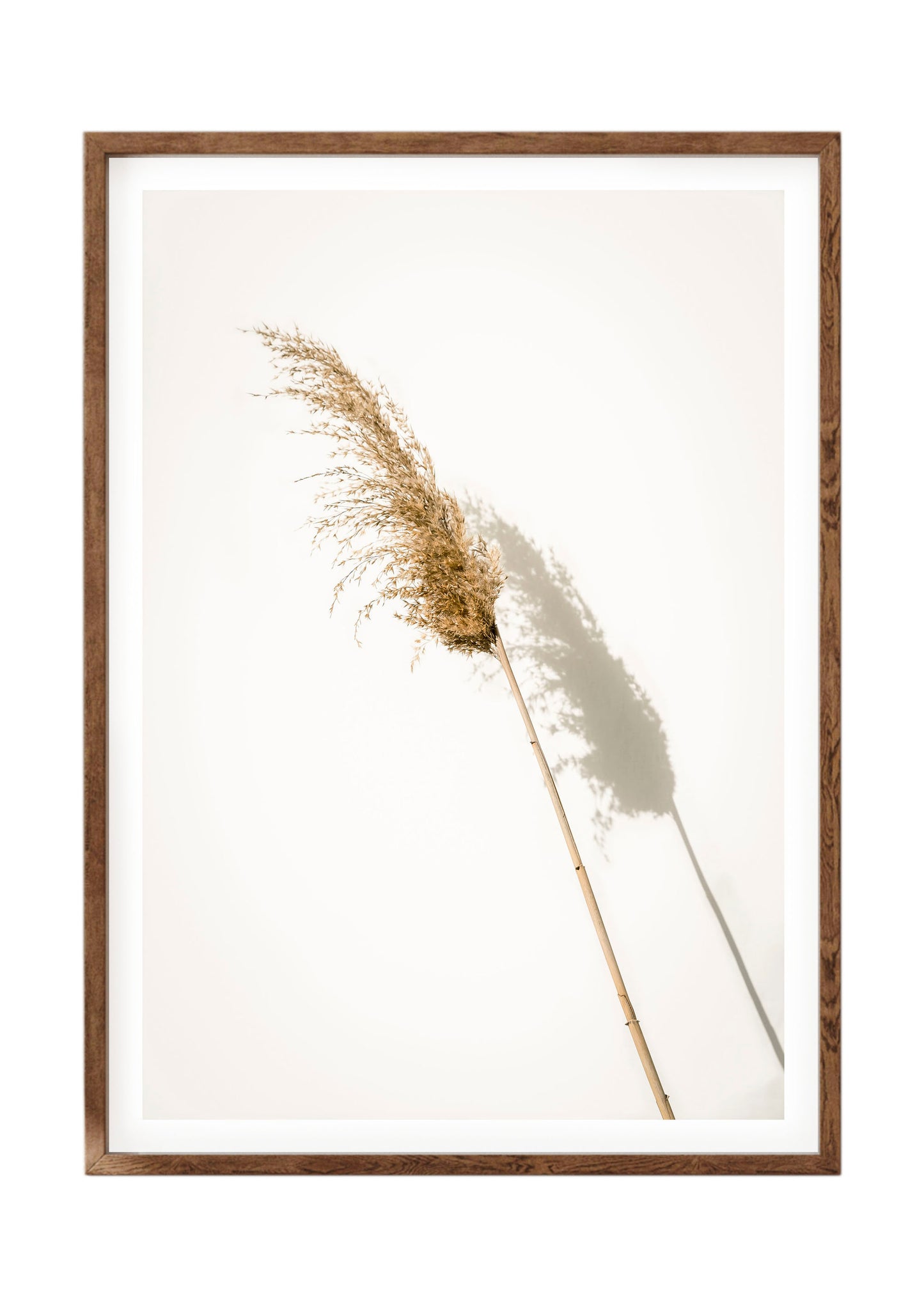 Pampas Grass