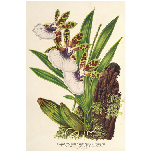 Zygopetalum Gautieri (1854-1896)