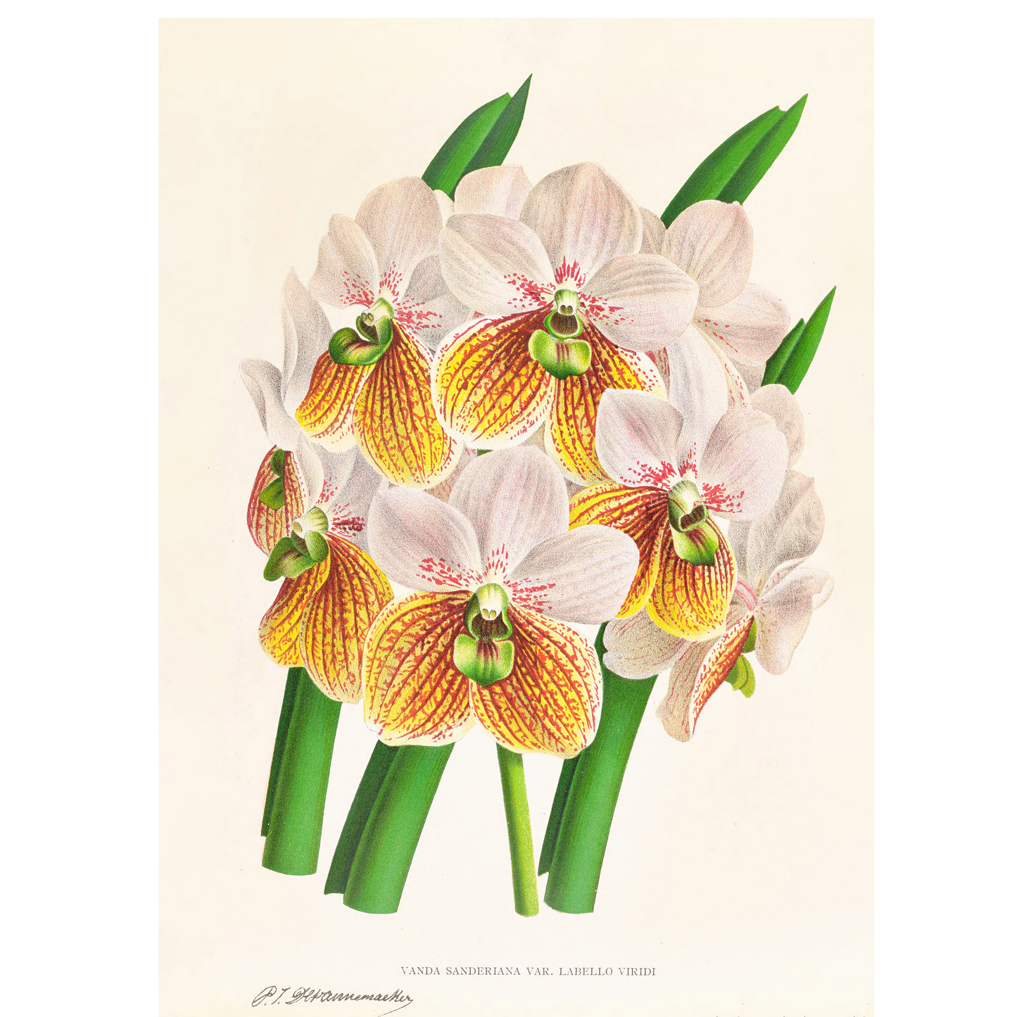 Zygopetalum Intermedium