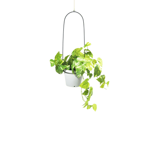 Bucket Hanging Planter