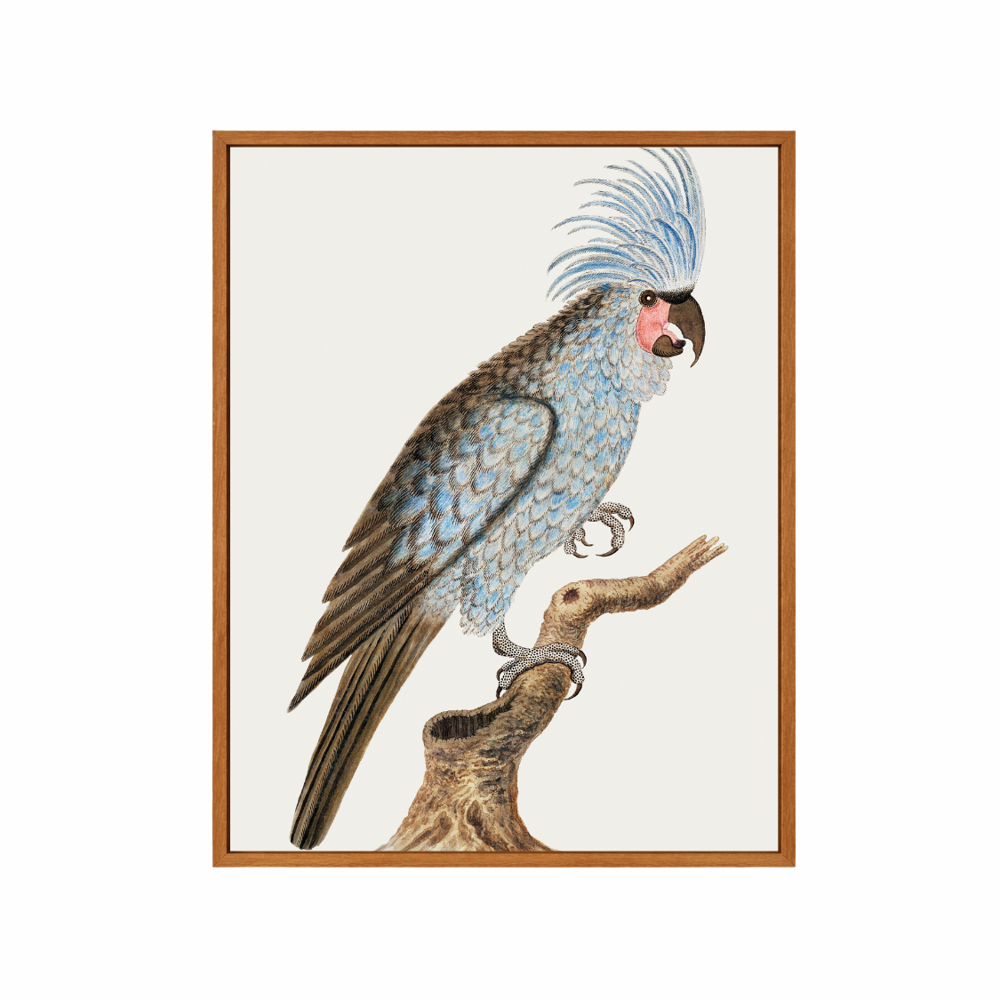 Framed Canvas Print ~ Parrot Series