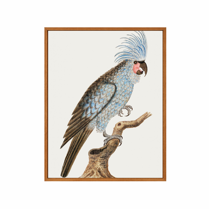 Framed Canvas Print ~ Parrot Series
