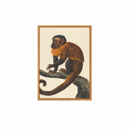 Framed Canvas Print ~ Moana the Monkey
