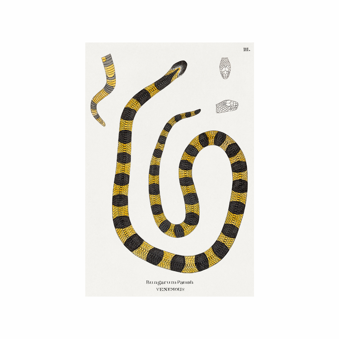 Framed Canvas Print ~ Venom