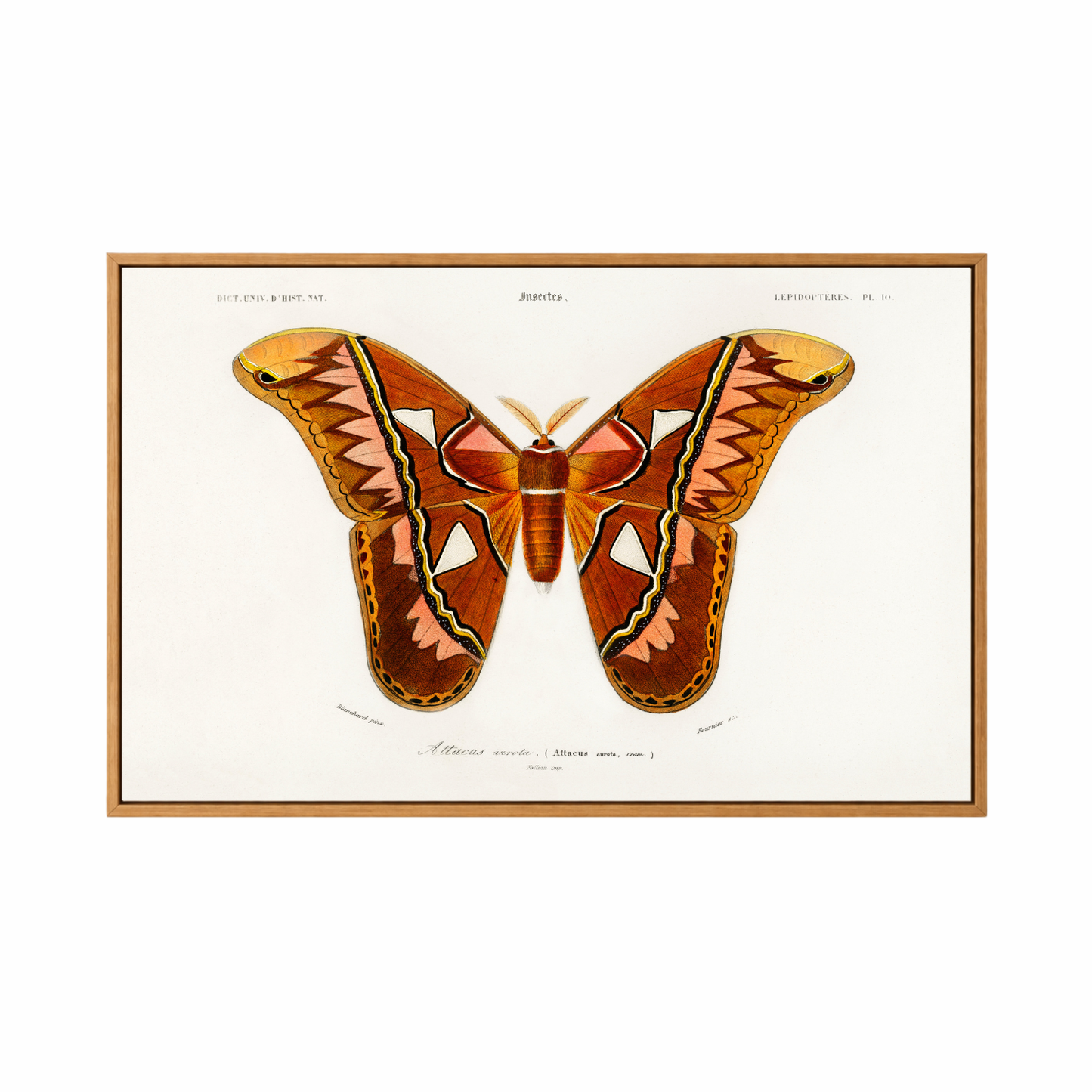 Framed Canvas Print ~ Vintage Butterfly