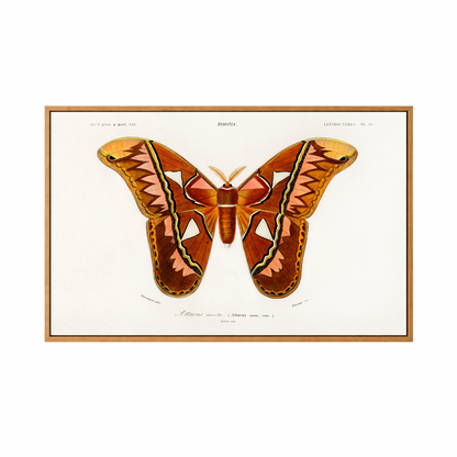 Framed Canvas Print ~ Vintage Butterfly
