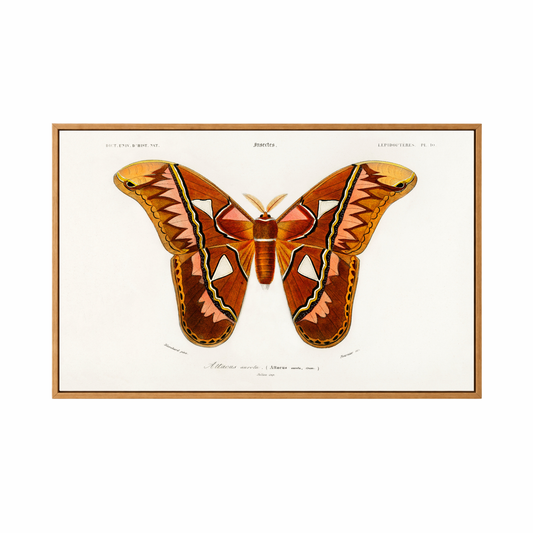 Framed Canvas Print ~ Vintage Butterfly