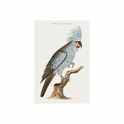 Framed Canvas Print ~ Parrot Series