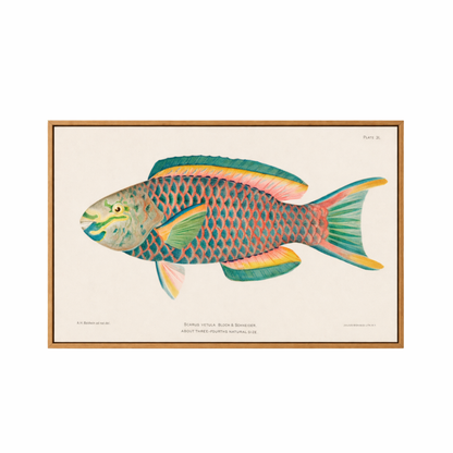 Framed Canvas Print ~ The Rainbow Catch