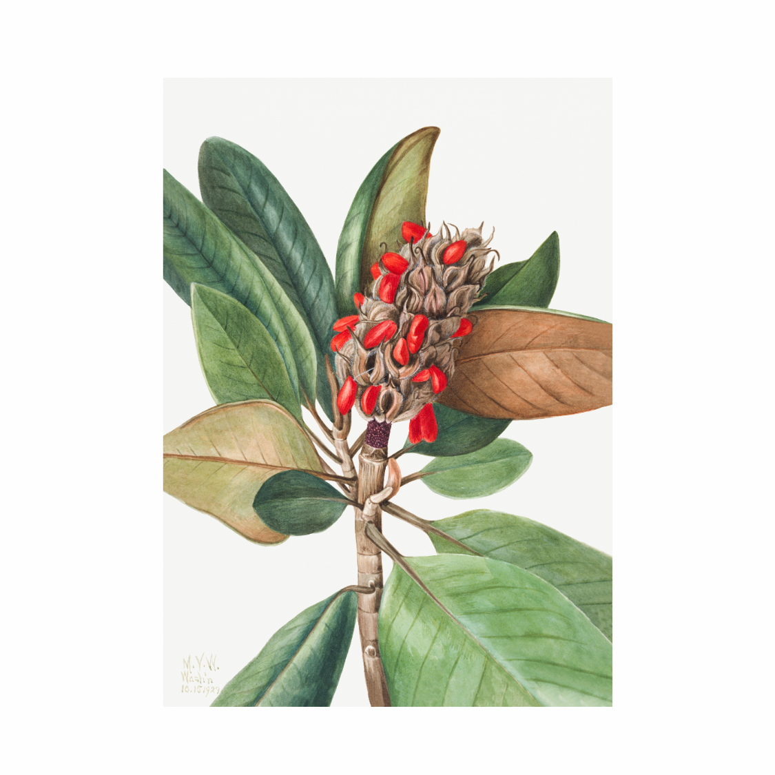 Framed Canvas Print ~ Botanical Reverie Series