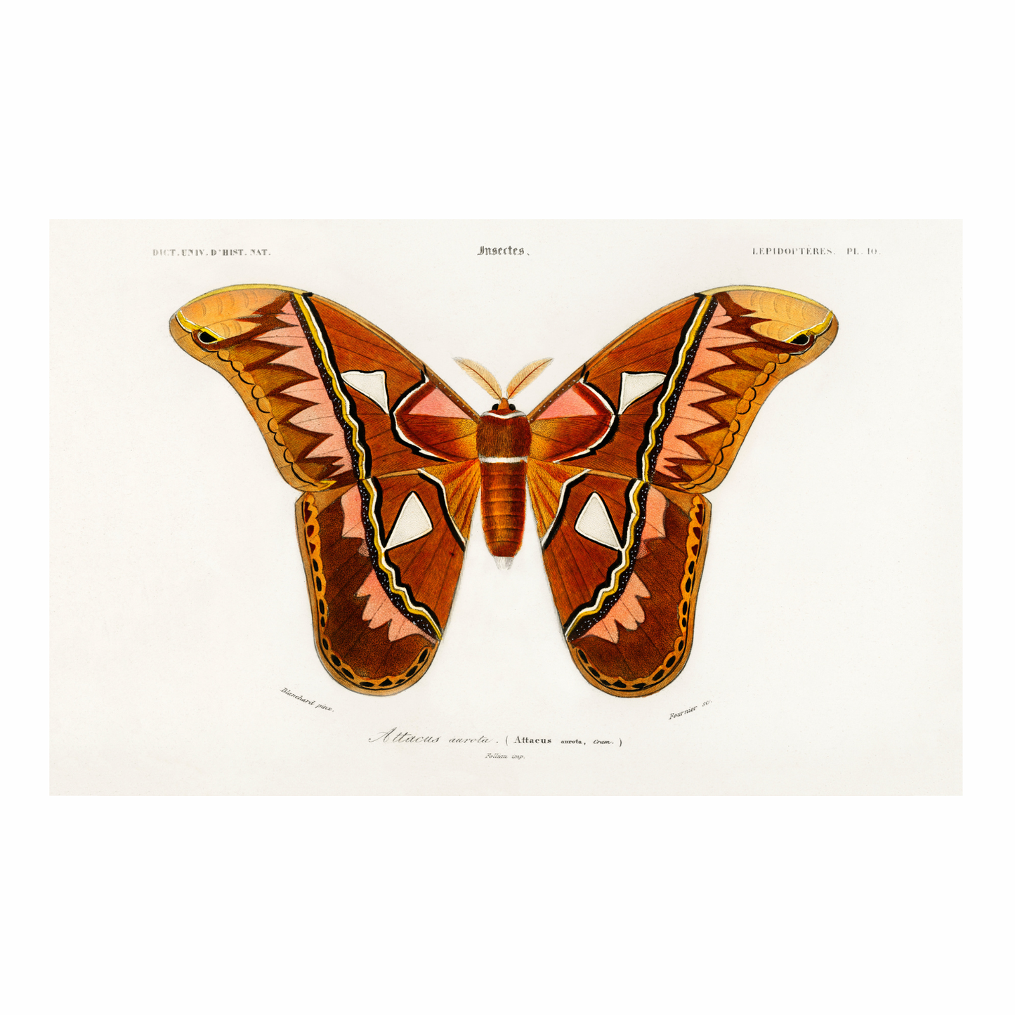 Framed Canvas Print ~ Vintage Butterfly