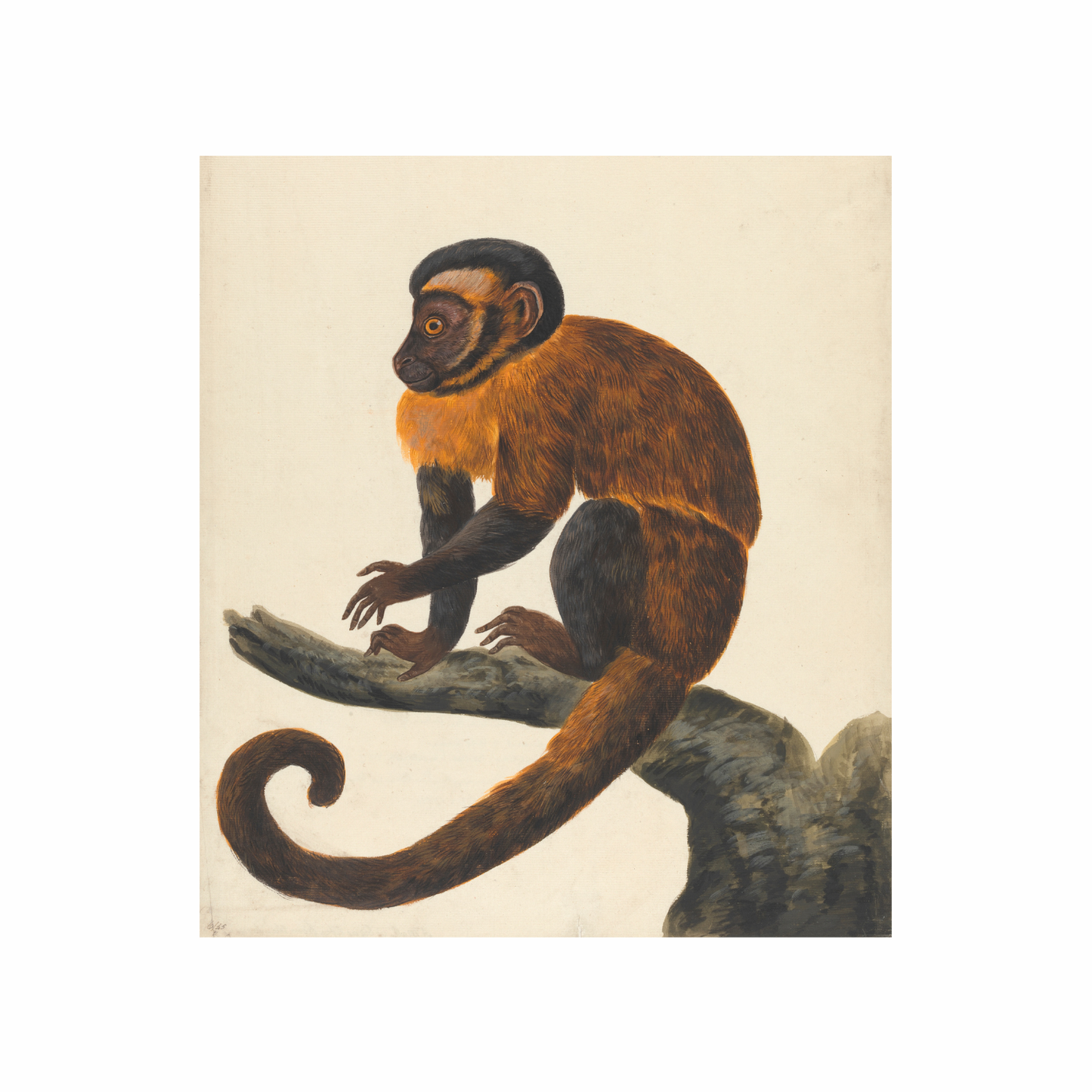 Framed Canvas Print ~ Moana the Monkey