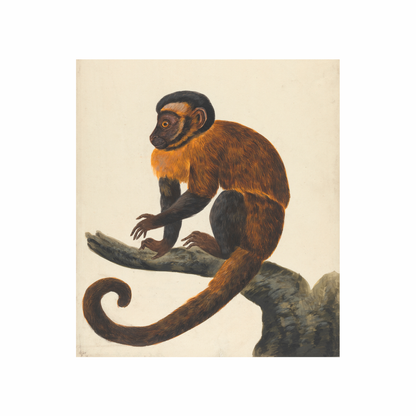 Framed Canvas Print ~ Moana the Monkey