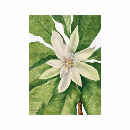 Framed Canvas Print ~ Botanical Reverie Series