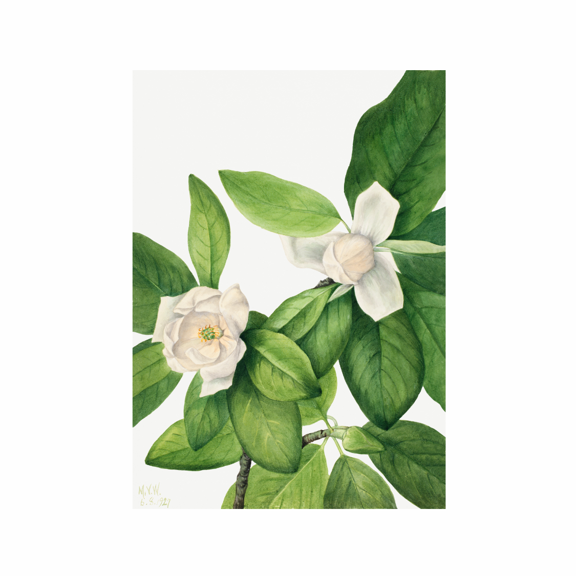 Framed Canvas Print ~ Botanical Reverie Series