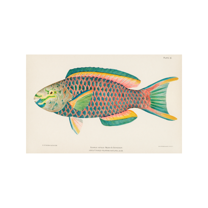 Framed Canvas Print ~ The Rainbow Catch