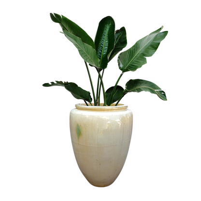 XL Majorca Glazed Planter Set (Copy)