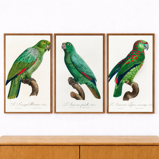 Framed Canvas Print ~ Parrot Series