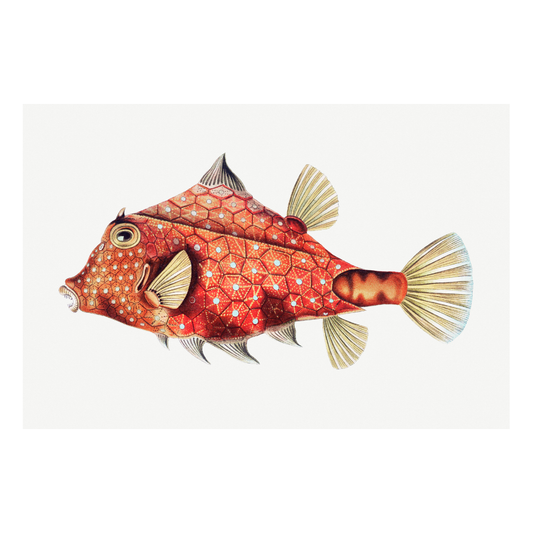 Framed Canvas Print ~ Red Fish
