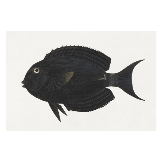 Framed Canvas Print ~ Black Fish